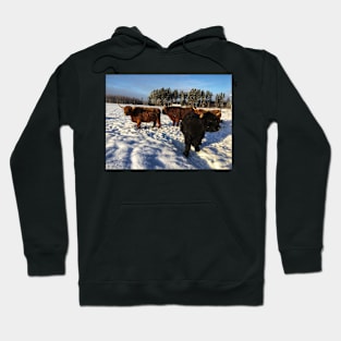 Scottish Highland Cattle Bulls 1662 Hoodie